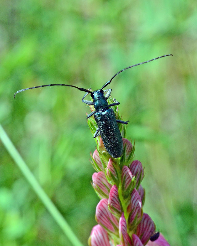 Cerambyx scopolii, Agapanthia villosoviridescens,A. violacea